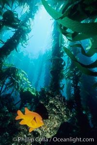 Garibaldi and kelp, Hypsypops rubicundus, Macrocystis pyrifera, San Clemente Island