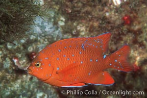 Juvenile garibaldi, vibrant spots distinguish it from pure orange adult form, Hypsypops rubicundus, San Clemente Island