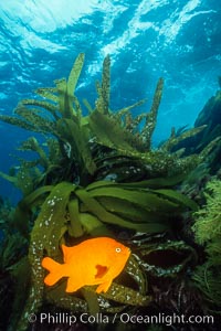 Garibaldi and palm kelp, Hypsypops rubicundus, Catalina Island