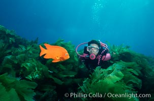 A SCUBA diver swimming over a rocky reef covered with kelp, watches a brightly colored orange garibaldi fish, Hypsypops rubicundus, San Clemente Island