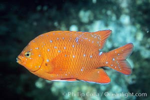 Garibaldi juvenile, vibrant spots distinguish it from pure orange adult form, Coronado Islands, Hypsypops rubicundus, Coronado Islands (Islas Coronado)