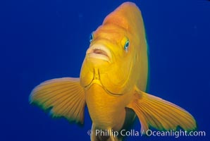 Garibaldi, Hypsypops rubicundus, San Clemente Island