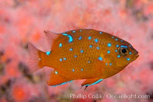 Juvenile garibaldi displaying distinctive blue spots, Hypsypops rubicundus