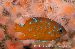 Juvenile garibaldi displaying distinctive blue spots, Hypsypops rubicundus