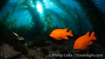 Garibaldi swims in the kelp forest, sunlight filters through towering giant kelp plants rising from the ocean bottom to the surface, underwater, Hypsypops rubicundus, Catalina Island