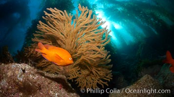 Garibaldi and golden gorgonian, with a underwater forest of giant kelp rising in the background, underwater, Hypsypops rubicundus, Muricea californica, Catalina Island