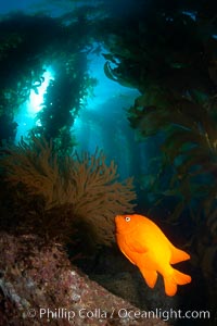 Garibaldi and golden gorgonian, with a underwater forest of giant kelp rising in the background, underwater, Hypsypops rubicundus, Catalina Island