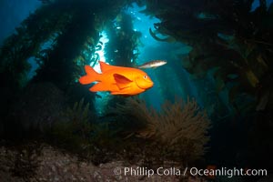 Garibaldi swims in the kelp forest, sunlight filters through towering giant kelp plants rising from the ocean bottom to the surface, underwater, Hypsypops rubicundus, Catalina Island