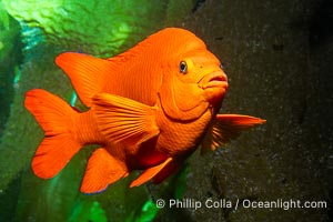 The bright orange garibaldi fish, California's state marine fish, Hypsypops rubicundus, Catalina Island