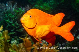 The bright orange garibaldi fish, California's state marine fish, Hypsypops rubicundus, Catalina Island