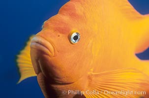 orange saltwater fish