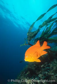 Garibaldi, Hypsypops rubicundus, Catalina Island