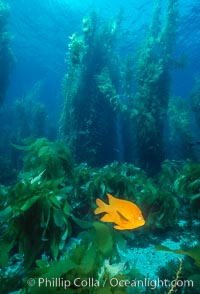 Garibaldi and kelp forest, Hypsypops rubicundus, Macrocystis pyrifera, San Clemente Island