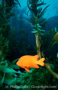 Garibaldi and kelp forest, Hypsypops rubicundus, Macrocystis pyrifera, San Clemente Island