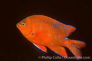 Juvenile Garibaldi, vibrant spots distinguish it from pure orange adult form, Coronado Islands, Hypsypops rubicundus, Coronado Islands (Islas Coronado)