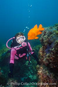 Diver and garibaldi, Hypsypops rubicundus, Catalina Island