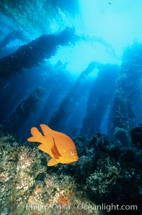 Garibaldi in kelp forest, Hypsypops rubicundus, San Clemente Island