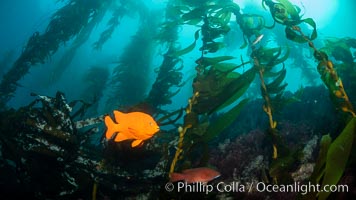 Garibaldi in kelp forest, near Eagle Rock, Catalina Island