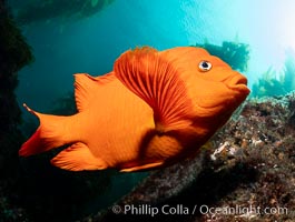 Garibaldi in kelp forest, Catalina Island