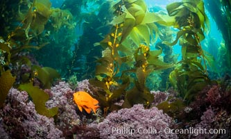 Garibaldi in kelp forest, Catalina Island