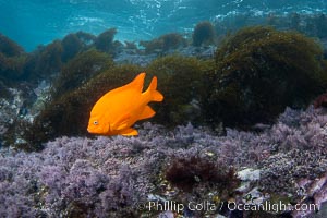 Garibaldi swimming over algae and reef, Coronado Islands, Mexico, Coronado Islands (Islas Coronado)