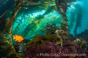 Garibaldi swims in the kelp forest, sunlight filters through towering giant kelp plants rising from the ocean bottom to the surface, underwater, Hypsypops rubicundus, San Clemente Island