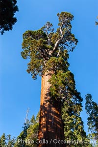 The General Grant Sequoia tree is the second-tallest living thing on earth, standing over 267 feet tall with a 40 diameter and 107 circumference at its base. It is estimated to be between 1500 and 2000 years old. The General Grant Sequoia is both the Nations Christmas tree and the only living National Shrine, memorializing veterans who served in the US armed forces. Grant Grove, Sequoiadendron giganteum, Sequoia Kings Canyon National Park, California