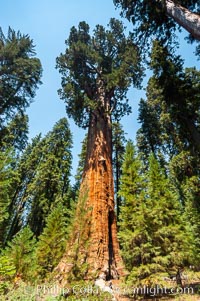 The General Sherman Sequoia tree is the largest (most massive) living thing on earth, standing over 275 feet tall with a 36 diameter and 102 circumference at its base. Its volume is over 53,000 cubic feet. It is estimated to be 2300 to 2700 years old, Sequoiadendron giganteum, Giant Forest, Sequoia Kings Canyon National Park, California