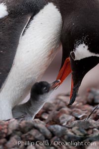 Gentoo penguin, adult tending to its single chick, Pygoscelis papua, Cuverville Island