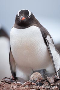 Gentoo penguin, with its egg on a nest of small stones, Pygoscelis papua, Cuverville Island