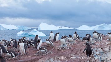 Gentoo penguin colony, Cuverville Island, Pygoscelis papua