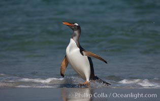 Gentoo penguin coming ashore, after foraging at sea, walking through ocean water as it wades onto a sand beach.  Adult gentoo penguins grow to be 30" and 19lb in size.  They feed on fish and crustaceans.  Gentoo penguins reside in colonies well inland from the ocean, often formed of a circular collection of stones gathered by the penguins, Pygoscelis papua, New Island