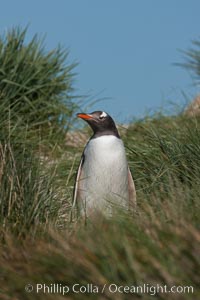Magellanic penguin walks through tussock grass.  After foraging in the ocean for food, the penguin make its way to the interior of the island to rest at its colony, Pygoscelis papua, Carcass Island