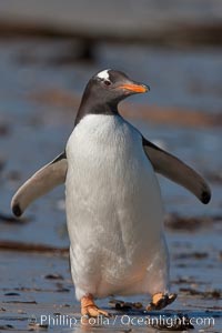 Gentoo penguin.  Gentoo penguins reach 36" in height and weigh up to 20 lbs.  They are the fastest swimming species of penguing, feeding in marine crustaceans and fishes, Pygoscelis papua, Carcass Island