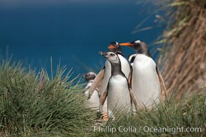 Mixed group of Magellanic and gentoo penguins, walk from the ocean through tall tussock grass to the interior of Carcass Island, Pygoscelis papua, Spheniscus magellanicus