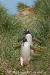 Magellanic penguins walk through tussock grass.  After foraging in the ocean for food, the penguins make their way to the interior of the island to rest at their colony, Pygoscelis papua, Carcass Island