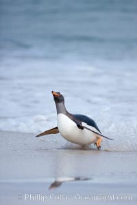 Gentoo penguin coming ashore, after foraging at sea, walking through ocean water as it wades onto a sand beach.  Adult gentoo penguins grow to be 30" and 19lb in size.  They feed on fish and crustaceans.  Gentoo penguins reside in colonies well inland from the ocean, often formed of a circular collection of stones gathered by the penguins, Pygoscelis papua, New Island