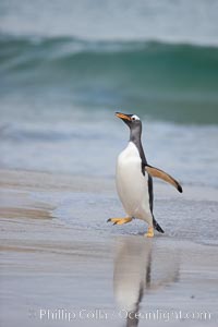 Gentoo penguin coming ashore, after foraging at sea, walking through ocean water as it wades onto a sand beach.  Adult gentoo penguins grow to be 30" and 19lb in size.  They feed on fish and crustaceans.  Gentoo penguins reside in colonies well inland from the ocean, often formed of a circular collection of stones gathered by the penguins, Pygoscelis papua, New Island