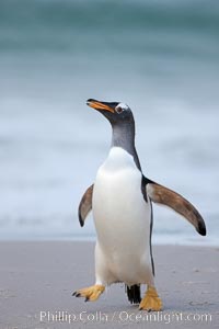 Gentoo penguin coming ashore, after foraging at sea, walking through ocean water as it wades onto a sand beach.  Adult gentoo penguins grow to be 30" and 19lb in size.  They feed on fish and crustaceans.  Gentoo penguins reside in colonies well inland from the ocean, often formed of a circular collection of stones gathered by the penguins, Pygoscelis papua, New Island