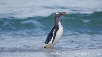 Gentoo penguin coming ashore, after foraging at sea, walking through ocean water as it wades onto a sand beach.  Adult gentoo penguins grow to be 30" and 19lb in size.  They feed on fish and crustaceans.  Gentoo penguins reside in colonies well inland from the ocean, often formed of a circular collection of stones gathered by the penguins, Pygoscelis papua, New Island