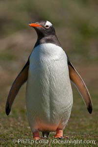 Gentoo penguin.  Gentoo penguins reach 36" in height and weigh up to 20 lbs.  They are the fastest swimming species of penguing, feeding in marine crustaceans and fishes, Pygoscelis papua, Carcass Island