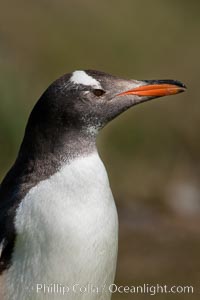 Gentoo penguin, portrait showing the distinctive orange bill and bonnet-shaped striped across its head, Pygoscelis papua, Carcass Island, d 0.814816 0.348478, Falkland Islands, United Kingdom