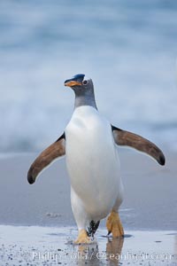 Gentoo penguin coming ashore, after foraging at sea, walking through ocean water as it wades onto a sand beach.  Adult gentoo penguins grow to be 30" and 19lb in size.  They feed on fish and crustaceans.  Gentoo penguins reside in colonies well inland from the ocean, often formed of a circular collection of stones gathered by the penguins, Pygoscelis papua, New Island