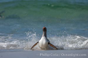 Gentoo penguin coming ashore, after foraging at sea, walking through ocean water as it wades onto a sand beach.  Adult gentoo penguins grow to be 30" and 19lb in size.  They feed on fish and crustaceans.  Gentoo penguins reside in colonies well inland from the ocean, often formed of a circular collection of stones gathered by the penguins, Pygoscelis papua, New Island