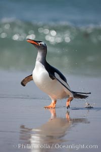 Gentoo penguin coming ashore, after foraging at sea, walking through ocean water as it wades onto a sand beach.  Adult gentoo penguins grow to be 30" and 19lb in size.  They feed on fish and crustaceans.  Gentoo penguins reside in colonies well inland from the ocean, often formed of a circular collection of stones gathered by the penguins, Pygoscelis papua, New Island