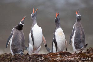 Gentoo penguins, calling, heads raised, Pygoscelis papua, Godthul