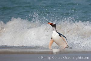 Gentoo penguin coming ashore, after foraging at sea, walking through ocean water as it wades onto a sand beach.  Adult gentoo penguins grow to be 30" and 19lb in size.  They feed on fish and crustaceans.  Gentoo penguins reside in colonies well inland from the ocean, often formed of a circular collection of stones gathered by the penguins, Pygoscelis papua, New Island