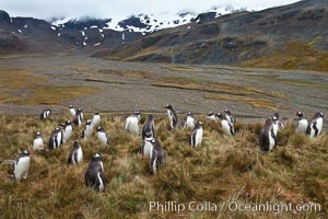 Gentoo penguins, permanent nesting colony in grassy hills about a mile inland from the ocean, near Stromness Bay, South Georgia Island, Pygoscelis papua, Stromness Harbour