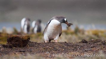 Gentoo penguin stealing nesting material, moving it from one nest to another, Pygoscelis papua, Godthul