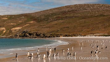 Gentoo penguins coming ashore, after foraging at sea, walking through ocean water as it wades onto a sand beach.  Adult gentoo penguins grow to be 30" and 19lb in size.  They feed on fish and crustaceans.  Gentoo penguins reside in colonies well inland from the ocean, often formed of a circular collection of stones gathered by the penguins, Pygoscelis papua, New Island